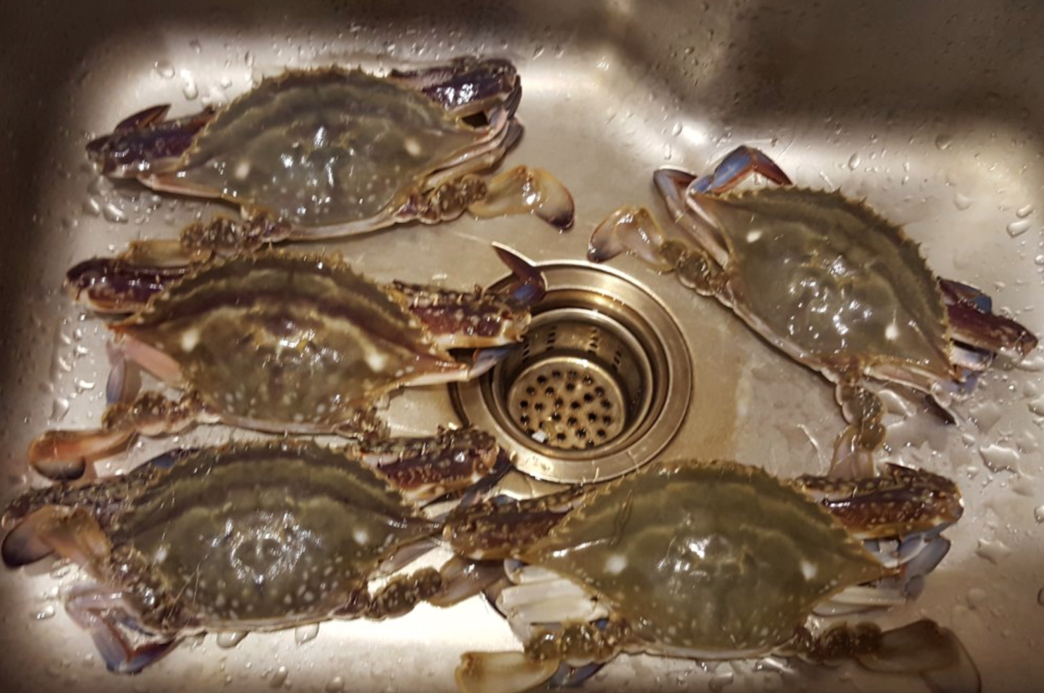 大螃蟹